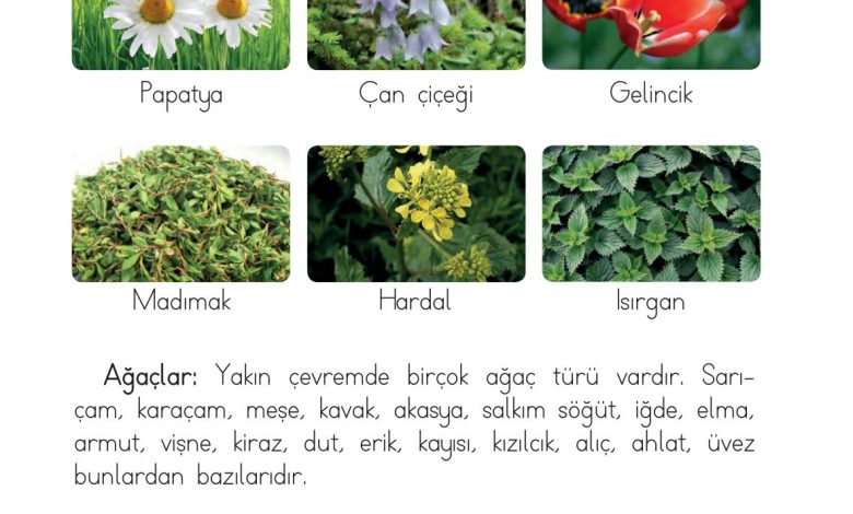 1. Sınıf Hayat Bilgisi Ardıç Yayınları Sayfa 173 Cevapları