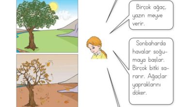 1. Sınıf Hayat Bilgisi Kök-e Yayınları Sayfa 175 Cevapları