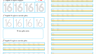 16 Sayısı Öğretimi (Yeni Müfredata Uygun)