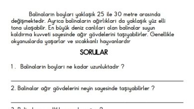 1. Sınıf Deniz Canlıları Okuma Anlama Metinleri (4 Adet)