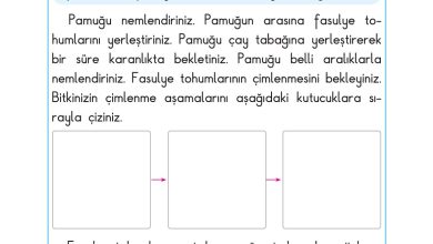 2. Sınıf Sdr Dikey Yayıncılık Hayat Bilgisi Ders Kitabı Sayfa 210 Cevapları