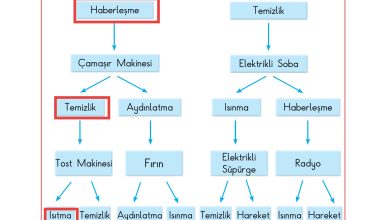 3. Sınıf Sdr Dikey Yayıncılık Fen Bilimleri Ders Kitabı Sayfa 206 Cevapları