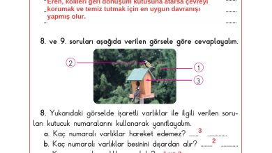 3. Sınıf Sdr Dikey Yayıncılık Fen Bilimleri Ders Kitabı Sayfa 174 Cevapları