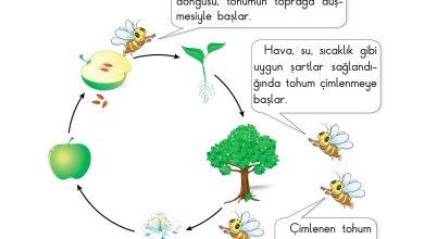 3. Sınıf Sdr Dikey Yayıncılık Fen Bilimleri Ders Kitabı Sayfa 155 Cevapları