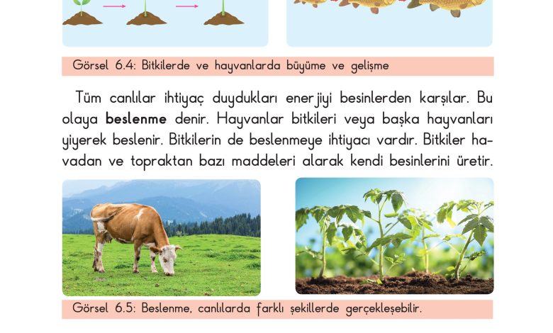 3. Sınıf Sdr Dikey Yayıncılık Fen Bilimleri Ders Kitabı Sayfa 151 Cevapları