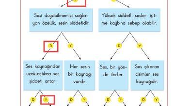 3. Sınıf Sdr Dikey Yayıncılık Fen Bilimleri Ders Kitabı Sayfa 144 Cevapları