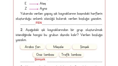 3. Sınıf Sdr Dikey Yayıncılık Fen Bilimleri Ders Kitabı Sayfa 141 Cevapları