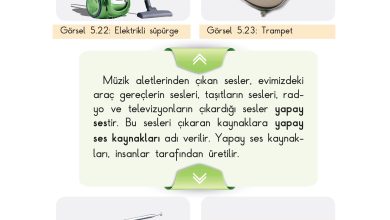 3. Sınıf Sdr Dikey Yayıncılık Fen Bilimleri Ders Kitabı Sayfa 131 Cevapları