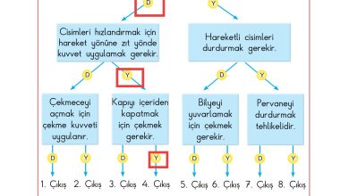 3. Sınıf Sdr Dikey Yayıncılık Fen Bilimleri Ders Kitabı Sayfa 80 Cevapları