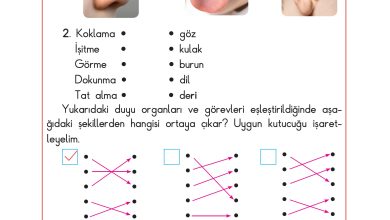 3. Sınıf Sdr Dikey Yayıncılık Fen Bilimleri Ders Kitabı Sayfa 48 Cevapları