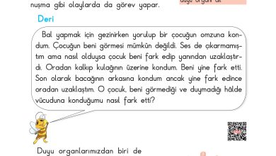 3. Sınıf Sdr Dikey Yayıncılık Fen Bilimleri Ders Kitabı Sayfa 41 Cevapları