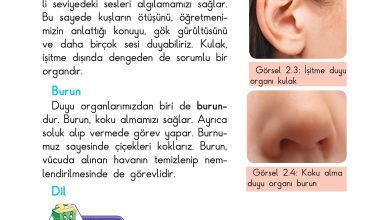 3. Sınıf Sdr Dikey Yayıncılık Fen Bilimleri Ders Kitabı Sayfa 40 Cevapları