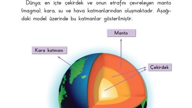 3. Sınıf Sdr Dikey Yayıncılık Fen Bilimleri Ders Kitabı Sayfa 21 Cevapları