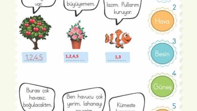 2. Sınıf Hayat Bilgisi Meb Yayınları Sayfa 212 Cevapları