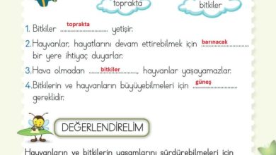 2. Sınıf Hayat Bilgisi Meb Yayınları Sayfa 213 Cevapları