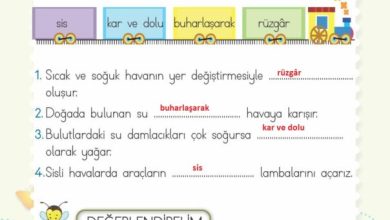 2. Sınıf Hayat Bilgisi Meb Yayınları Sayfa 226 Cevapları