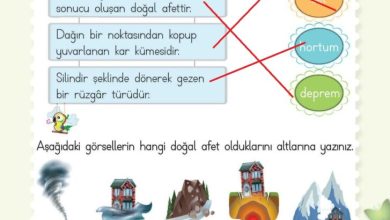 2. Sınıf Hayat Bilgisi Meb Yayınları Sayfa 229 Cevapları