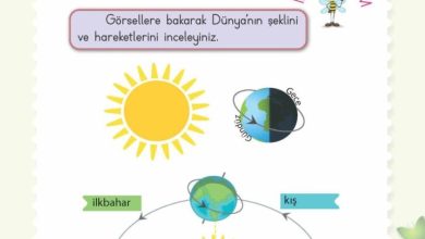 2. Sınıf Hayat Bilgisi Meb Yayınları Sayfa 239 Cevapları