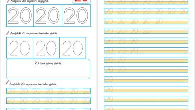 20 Sayısı Öğretimi (Yeni Müfredata Uygun)