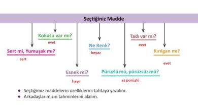 3. Sınıf Fen Bilimleri Meb Yayınları Sayfa 103 Cevapları