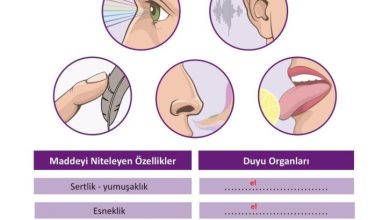 3. Sınıf Fen Bilimleri Meb Yayınları Sayfa 104 Cevapları