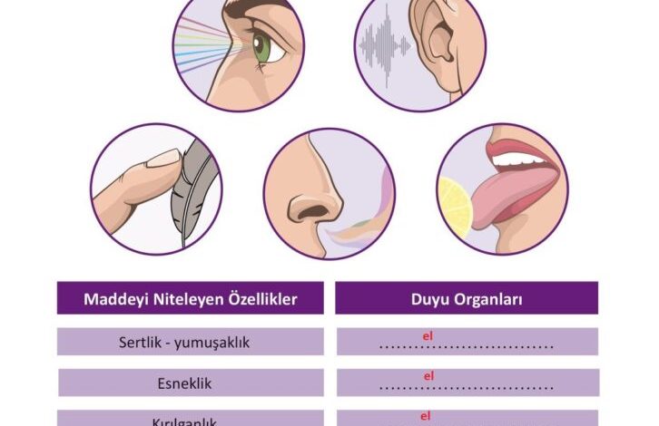 3. Sınıf Fen Bilimleri Meb Yayınları Sayfa 104 Cevapları