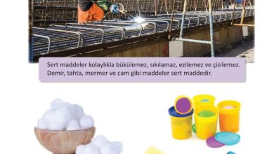 3. Sınıf Fen Bilimleri Meb Yayınları Sayfa 106 Cevapları