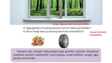 3. Sınıf Fen Bilimleri Meb Yayınları Sayfa 109 Cevapları