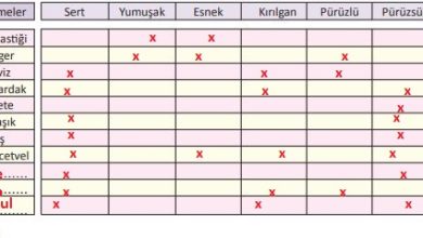 3. Sınıf Fen Bilimleri Meb Yayınları Sayfa 113 Cevapları