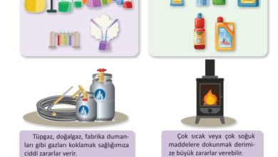 3. Sınıf Fen Bilimleri Meb Yayınları Sayfa 116 Cevapları