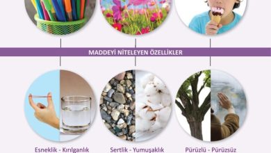 3. Sınıf Fen Bilimleri Meb Yayınları Sayfa 119 Cevapları