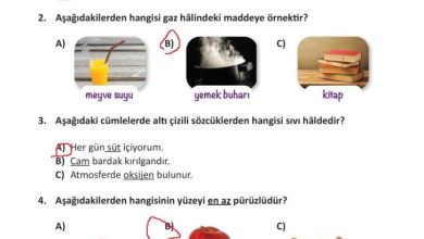 3. Sınıf Fen Bilimleri Meb Yayınları Sayfa 132 Cevapları