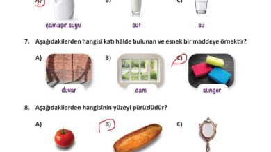 3. Sınıf Fen Bilimleri Meb Yayınları Sayfa 133 Cevapları