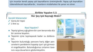 3. Sınıf Fen Bilimleri Meb Yayınları Sayfa 146 Cevapları