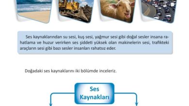 3. Sınıf Fen Bilimleri Meb Yayınları Sayfa 154 Cevapları