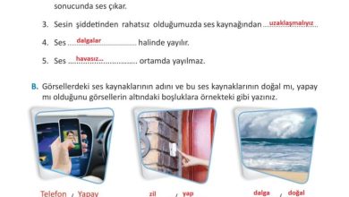 3. Sınıf Fen Bilimleri Meb Yayınları Sayfa 161 Cevapları