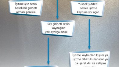 3. Sınıf Fen Bilimleri Meb Yayınları Sayfa 169 Cevapları