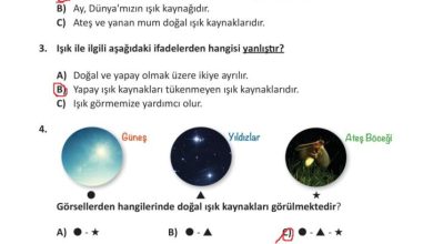 3. Sınıf Fen Bilimleri Meb Yayınları Sayfa 172 Cevapları