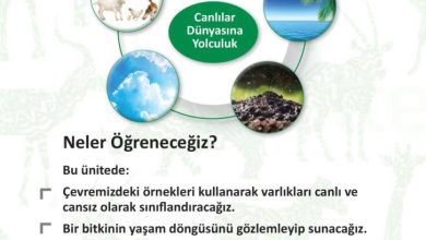 3. Sınıf Fen Bilimleri Meb Yayınları Sayfa 176 Cevapları