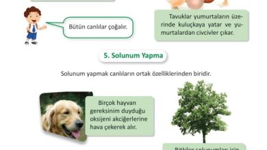 3. Sınıf Fen Bilimleri Meb Yayınları Sayfa 181 Cevapları