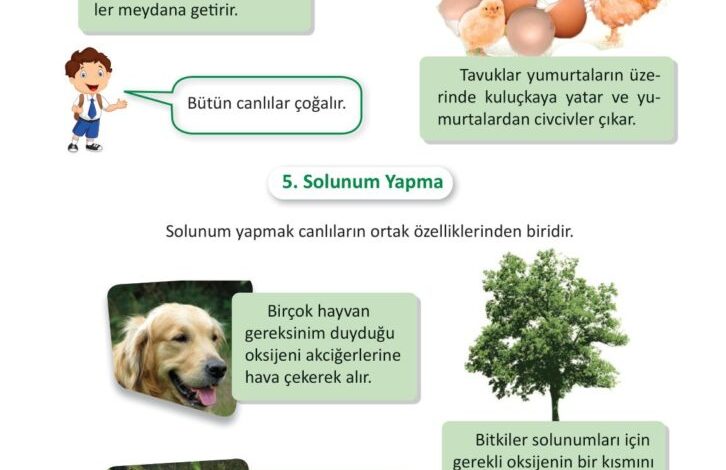 3. Sınıf Fen Bilimleri Meb Yayınları Sayfa 181 Cevapları