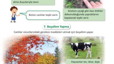 3. Sınıf Fen Bilimleri Meb Yayınları Sayfa 182 Cevapları