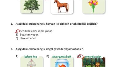 3. Sınıf Fen Bilimleri Meb Yayınları Sayfa 204 Cevapları