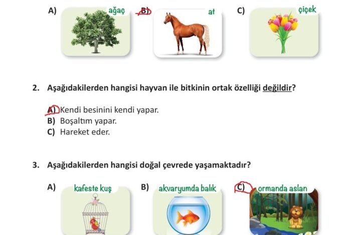 3. Sınıf Fen Bilimleri Meb Yayınları Sayfa 204 Cevapları