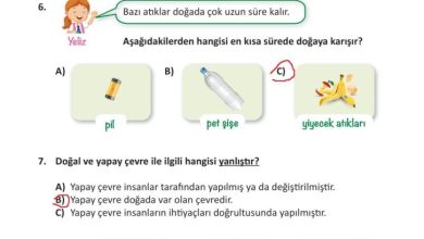 3. Sınıf Fen Bilimleri Meb Yayınları Sayfa 205 Cevapları