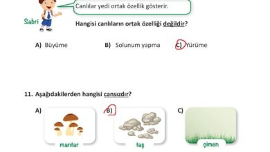 3. Sınıf Fen Bilimleri Meb Yayınları Sayfa 206 Cevapları