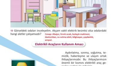 3. Sınıf Fen Bilimleri Meb Yayınları Sayfa 216 Cevapları