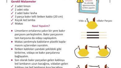 3. Sınıf Fen Bilimleri Meb Yayınları Sayfa 224 Cevapları