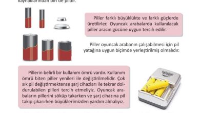 3. Sınıf Fen Bilimleri Meb Yayınları Sayfa 225 Cevapları