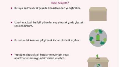 3. Sınıf Fen Bilimleri Meb Yayınları Sayfa 230 Cevapları